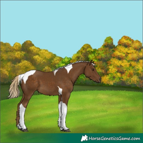 Horse Color:Chocolate Palomino Tobiano 
