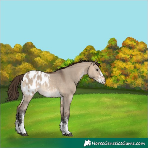 Horse Color:Brown Dun Sabino Appaloosa 