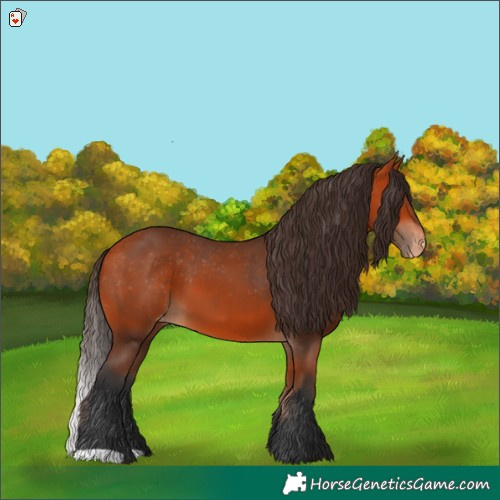 Horse Color:Bay Appaloosa 