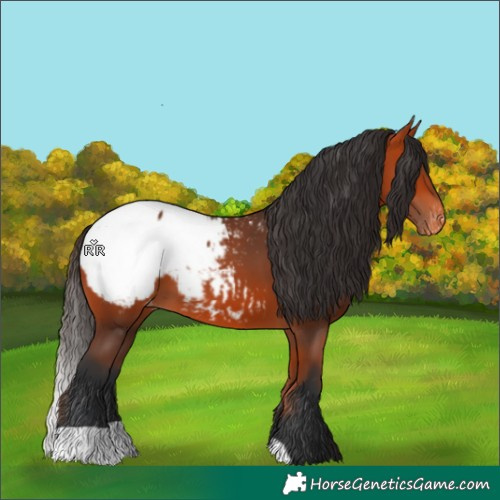 Horse Color:Bay Appaloosa