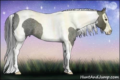 Horse Color:Blue Roan Splash Tobiano
