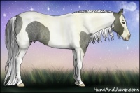 Horse Color:Blue Roan Splash Tobiano 