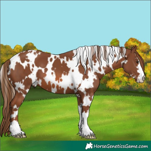Horse Color:White Spotted Chestnut 