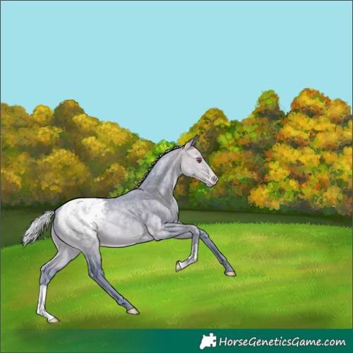 Horse Color:Watercolor Silver Buckskin Chinchilla Blanket 