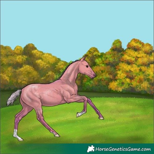 Horse Color:Watercolor Silver Grullo 