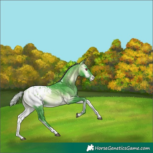 Horse Color:Watercolor Silver Buckskin Chinchilla Onyx Appaloosa Brindle 