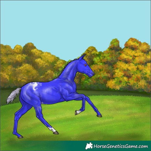 Horse Color:Watercolor Silver Black Chinchilla Appaloosa 