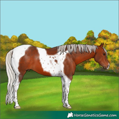 Horse Color:Silver Bay Tobiano 