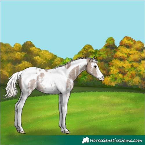 Horse Color:Silver Grullo Sabino Tobiano Rabicano 