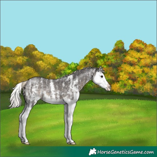 Horse Color:Silver Smoky Black Sabino Splash 