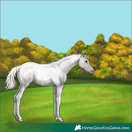 Horse Color:Silver Blue Roan Tobiano 