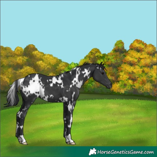 Horse Color:White Spotted Black 