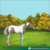 Horse Color:Silver Grullo Tobiano 