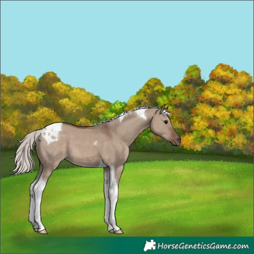 Horse Color:Silver Grullo Tobiano 