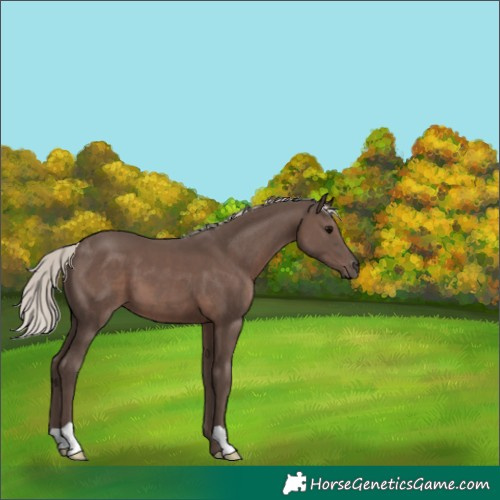 Horse Color:Silver Black 