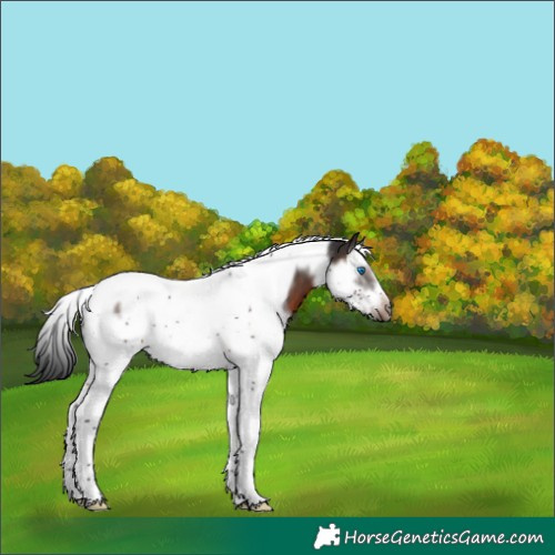 Horse Color:White Spotted Brown Splash Tobiano Frame Rabicano 