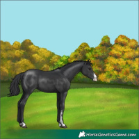 Horse Color:Black Sabino 