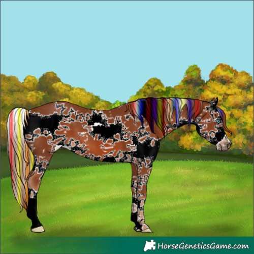 Horse Color:Painted White Spotted Chestnut Splash 