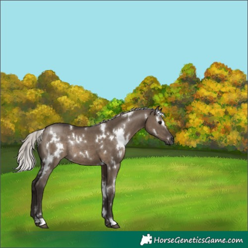 Horse Color:Gray White Spotted Silver Grullo Rabicano 