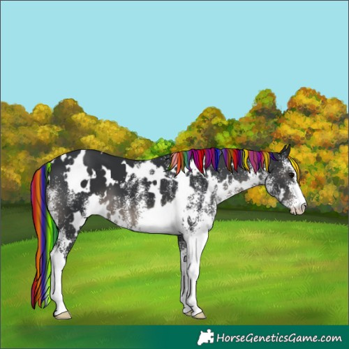 Horse Color:Painted White Spotted Black 