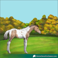 Horse Color:Sable Champagne Tobiano