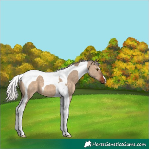 Horse Color:Silver Brown Dun Tobiano 