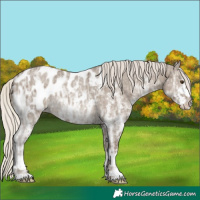 Horse Color:Silver Smoky Grullo Ice Sabino Appaloosa Rabicano