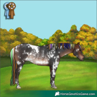 Horse Color:Painted White Spotted Brown Rabicano 
