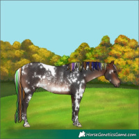 Horse Color:Painted White Spotted Brown Rabicano 