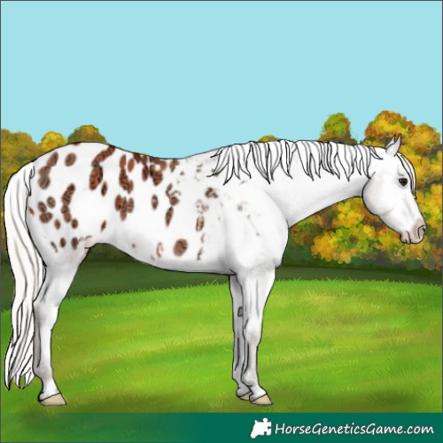 Horse Color:Silver Grullo Ice Blanket 
