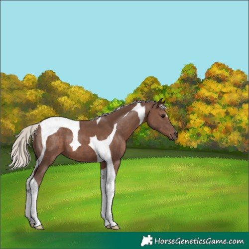 Horse Color:Silver Black Tobiano 
