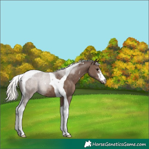 Horse Color:Silver Black Sabino Tobiano 