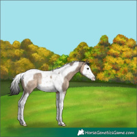 Horse Color:Brown Dun Sabino Splash Tobiano Rabicano 