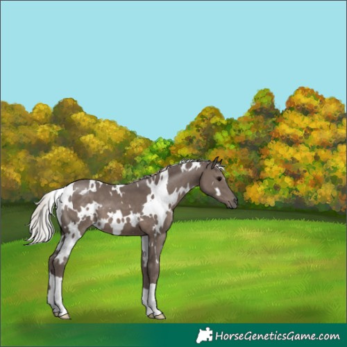 Horse Color:White Spotted Silver Black 