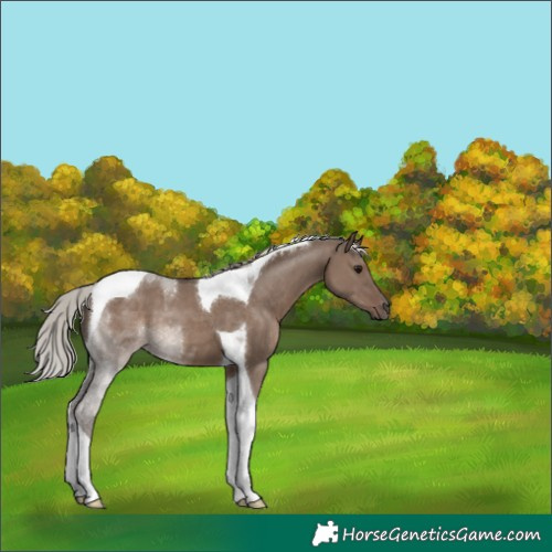 Horse Color:Silver Grullo Tobiano 