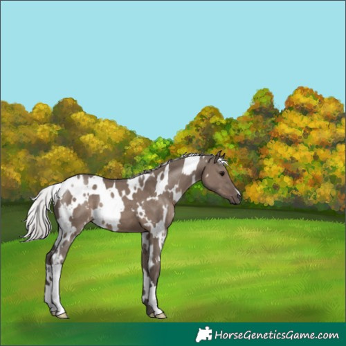 Horse Color:White Spotted Silver Grullo 