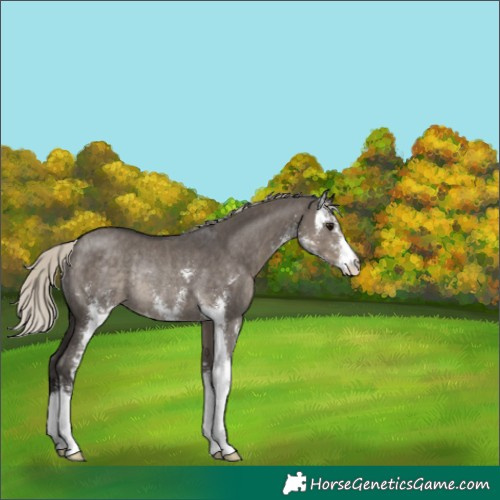 Horse Color:Silver Smoky Grullo Sabino Rabicano 