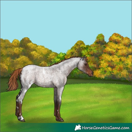 Horse Color:White Spotted Liver Red Roan 