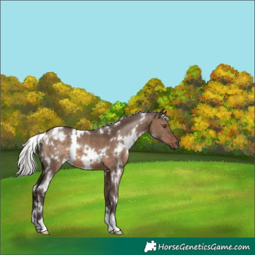 Horse Color:White Spotted Silver Brown Dun 
