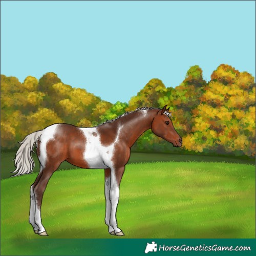 Horse Color:Silver Brown Tobiano 