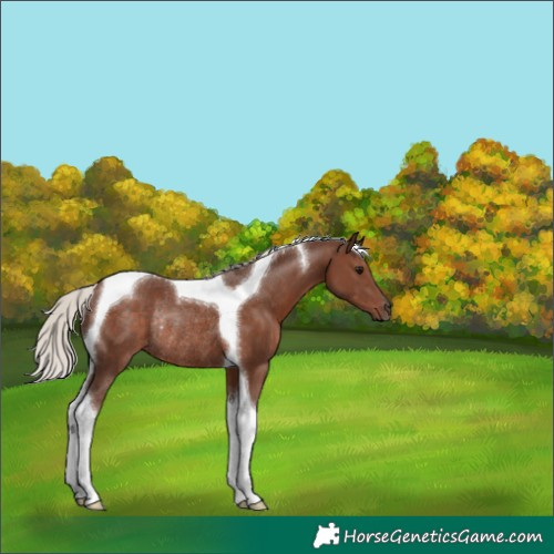 Horse Color:Silver Black Tobiano Rabicano 