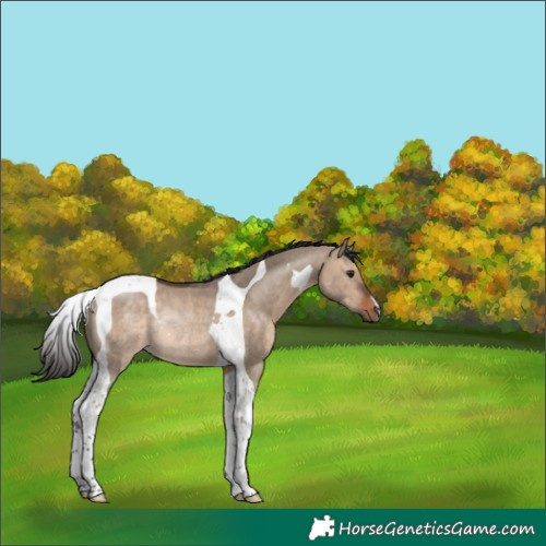Horse Color:Bay Dun Tobiano Rabicano 