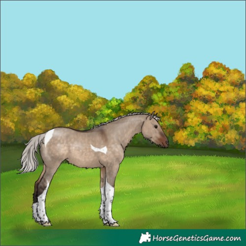 Horse Color:Silver Brown Dun Tobiano 