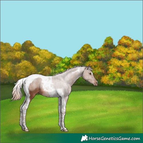 Horse Color:Chestnut Tobiano Rabicano 