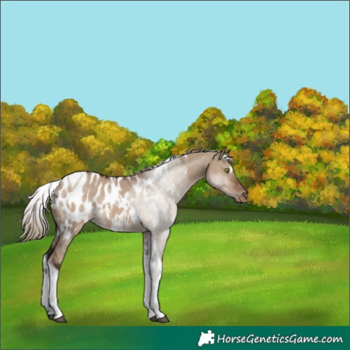Horse Color:White Spotted Liver Red Dun Tobiano Appaloosa 