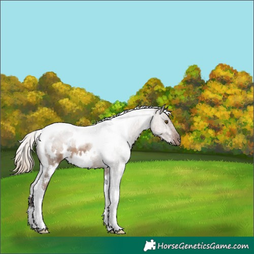 Horse Color:White Spotted Liver Red Dun Tobiano 