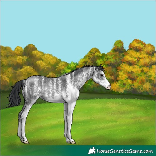 Horse Color:White Spotted Black Rabicano 