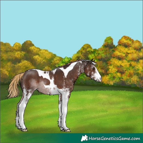 Horse Color:White Spotted Liver Chestnut Tobiano Rabicano 