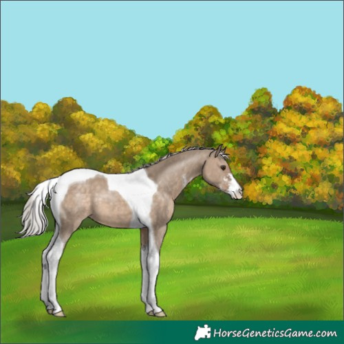 Horse Color:Silver Brown Dun Sabino Tobiano 