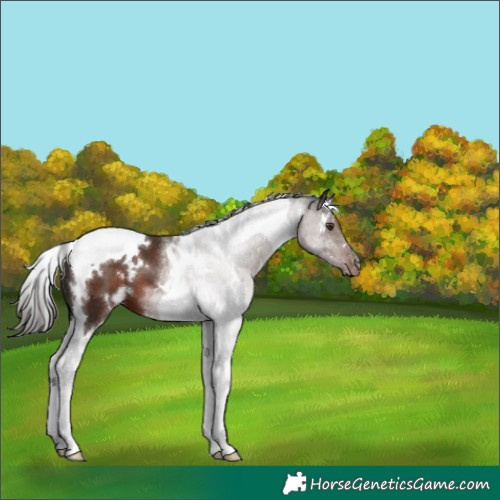 Horse Color:White Spotted Liver Chestnut Tobiano 